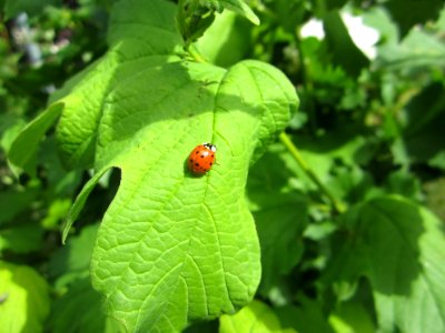 Insekten (Marienkäfer etc.)