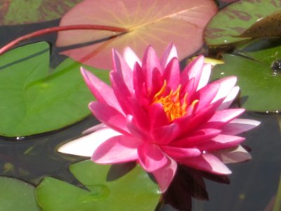 Blumen