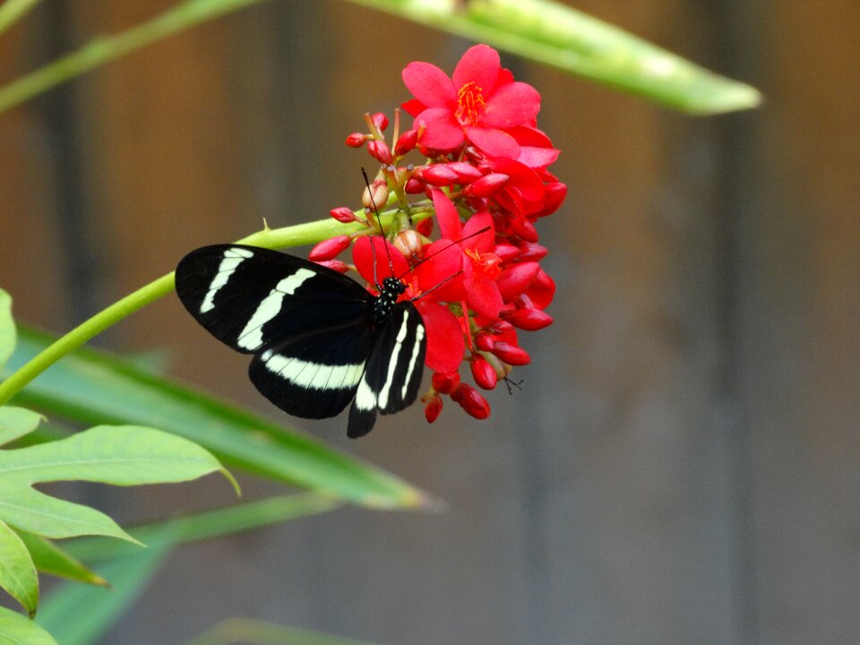 Butterfly zoo flower