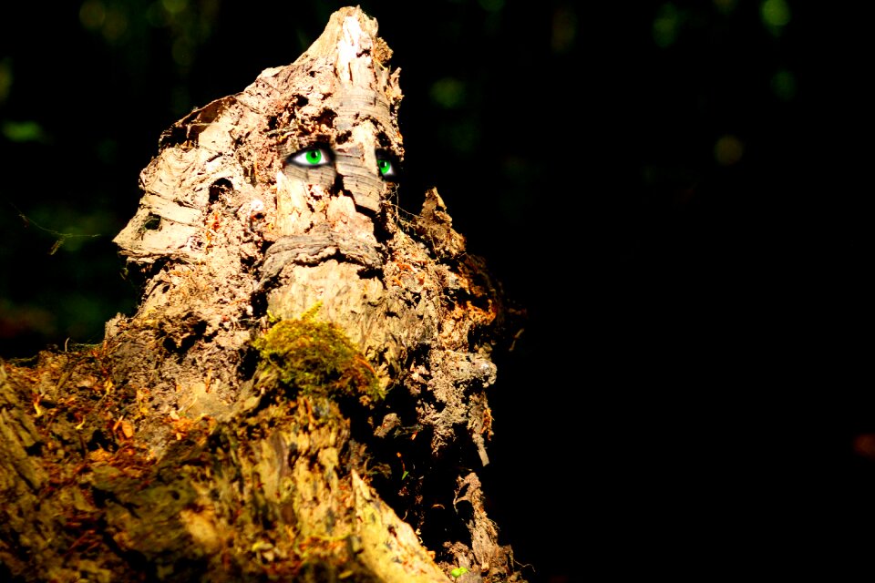 Forest tree forest spirit