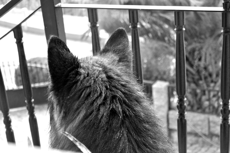 Romeu
