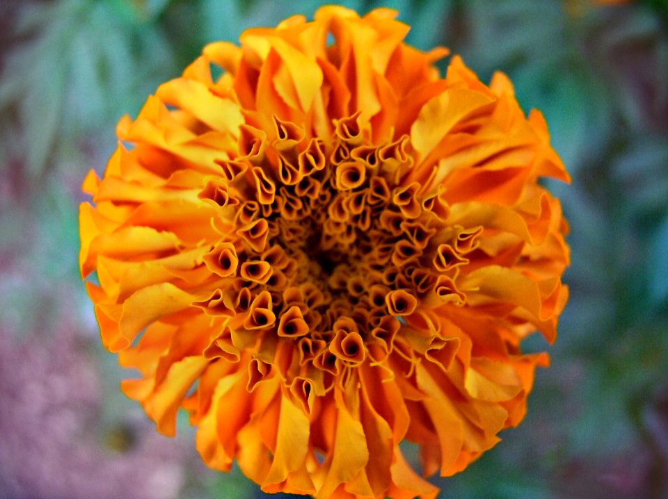 symmetry in nature
