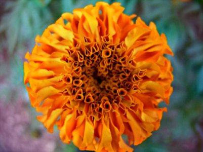 symmetry in nature