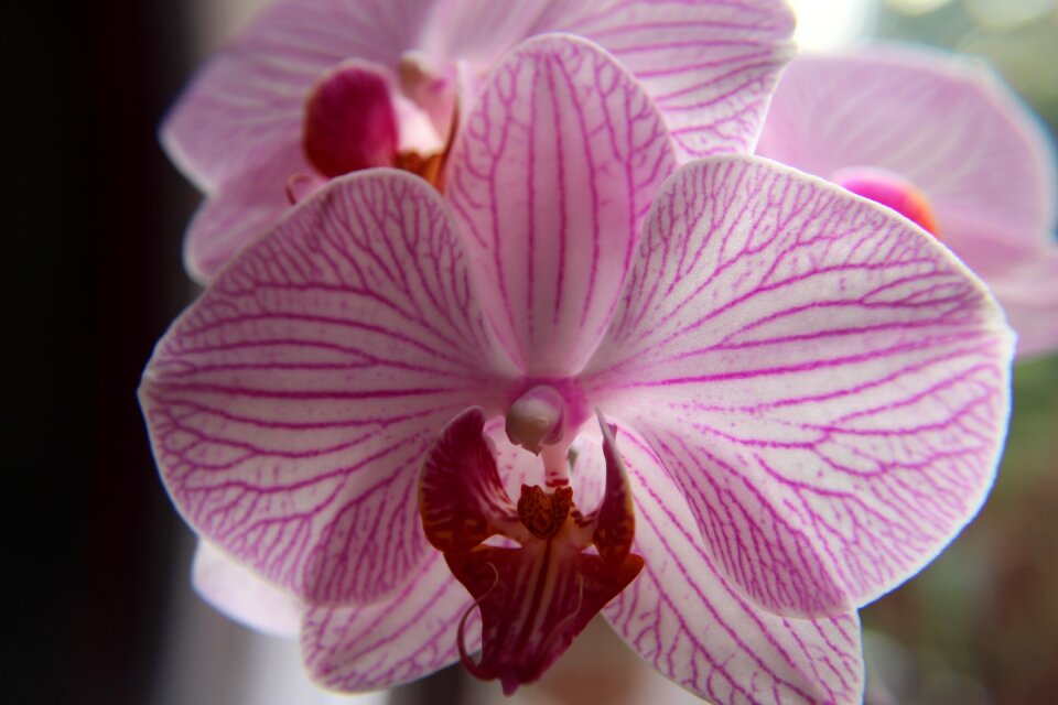 Flower violet plant