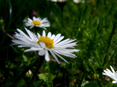 Blumen