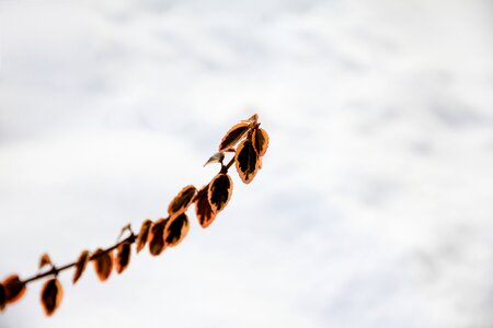 Tree shrub flora