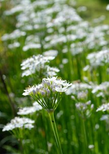 Summer field blooming