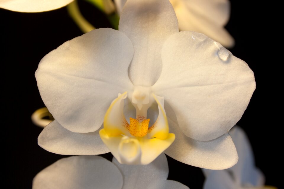 Bloom flower close up