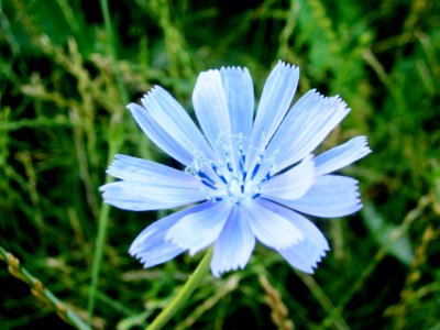 Blumen