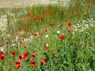 Blumen