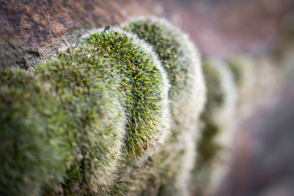 Stone macro fouling