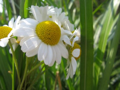 Blumen