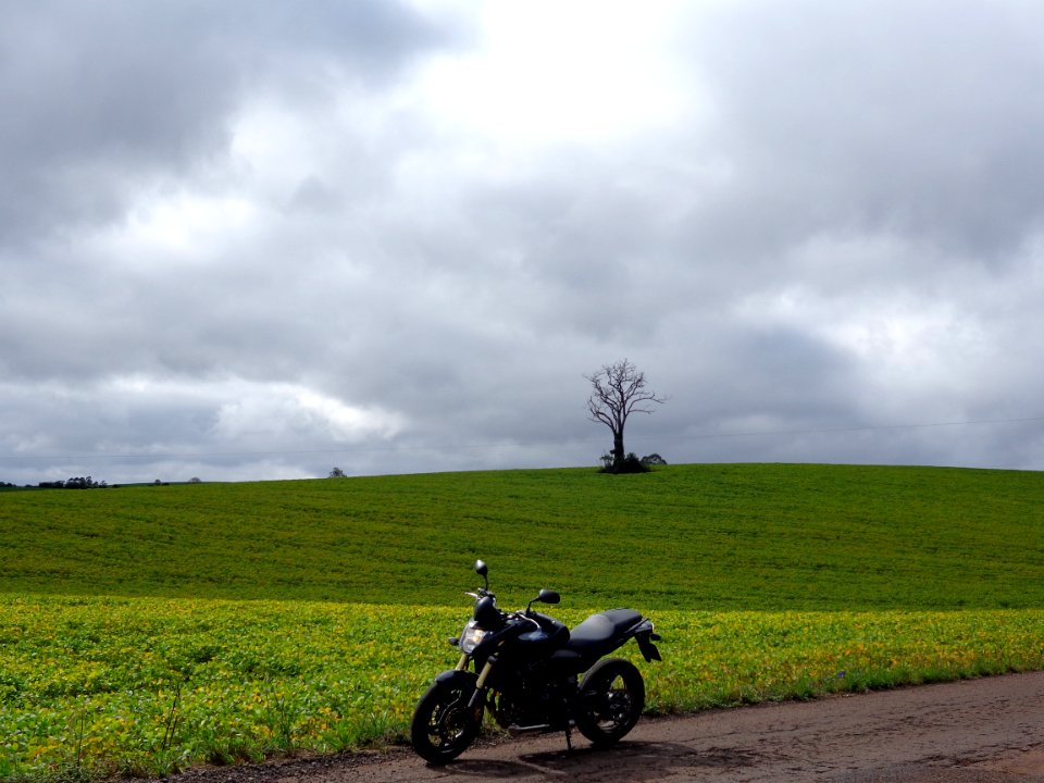 Honda Hornet