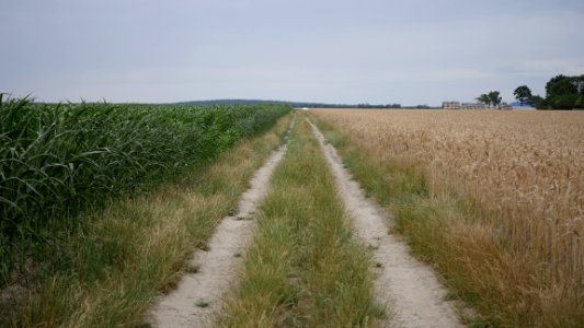 Nature Path