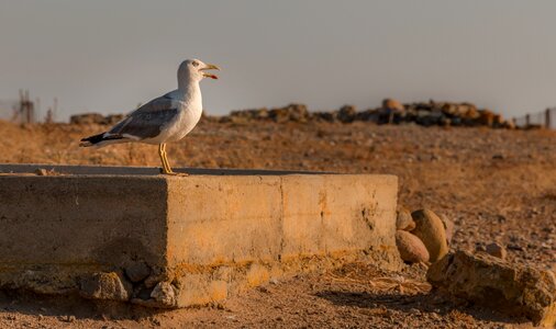 Bird sardinia pula photo