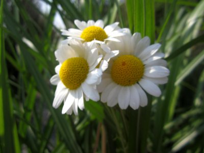 Blumen
