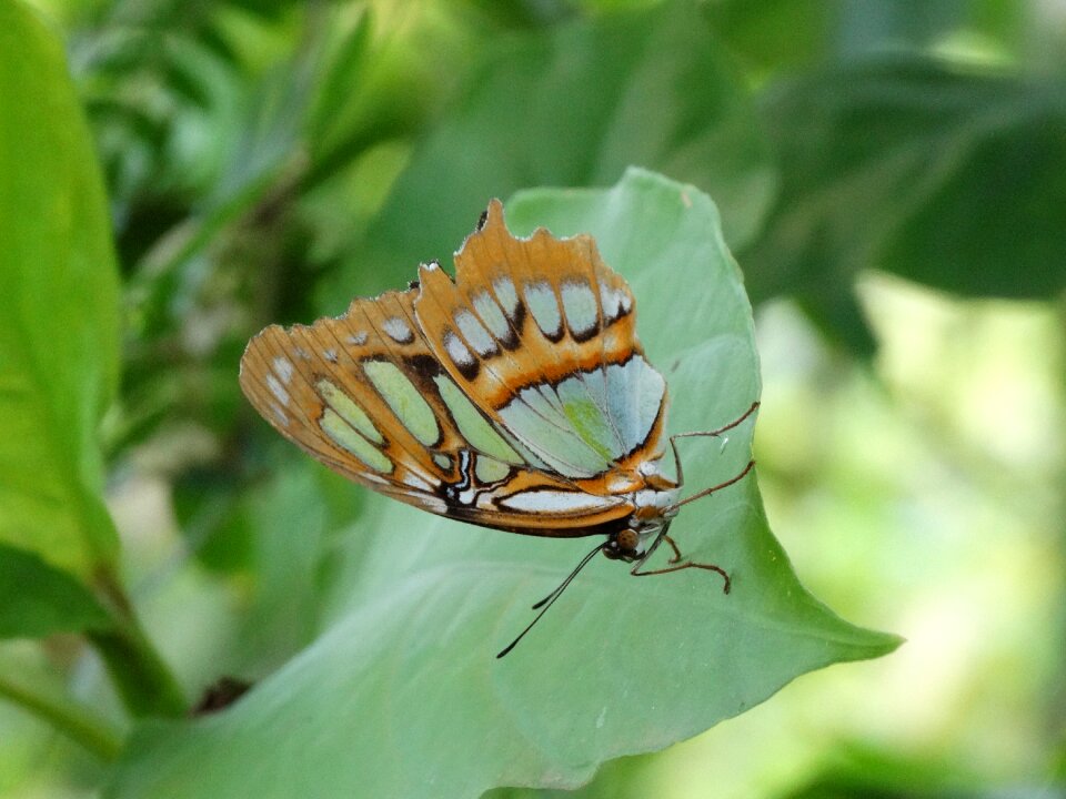 Monarch butterfly butterfly danaus plexippus