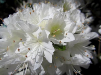 Blumen