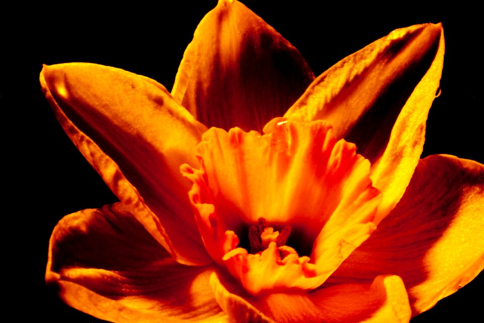 Yellow nature osterglocken