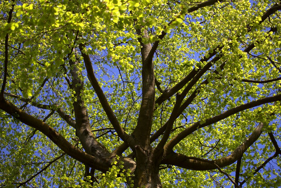 Leaves trunk tree branch