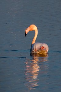flamand rose - flamingo photo