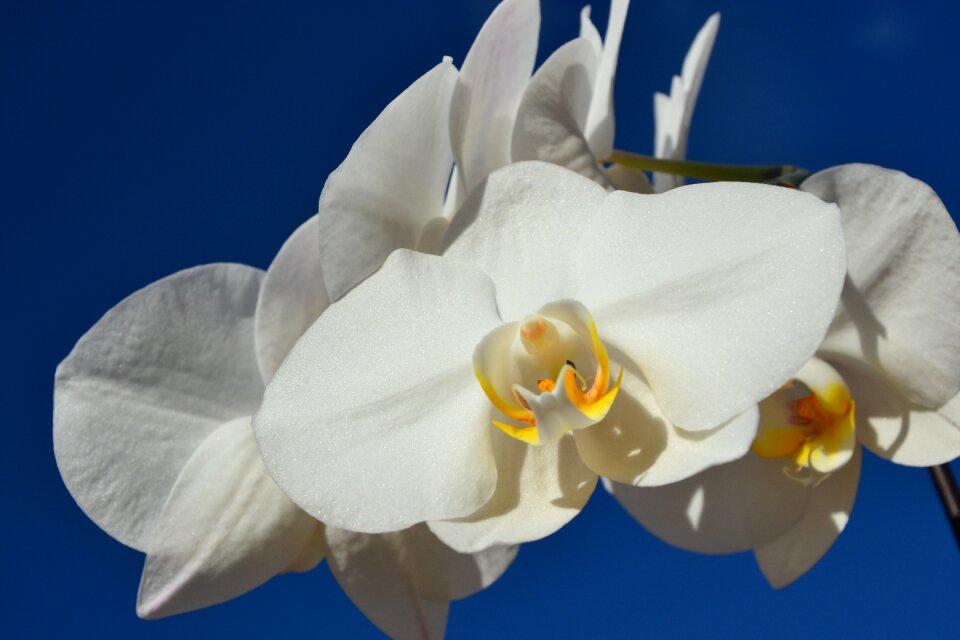 Blue sky white orchids white flower