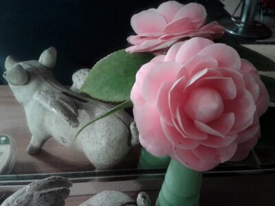 Succulent flower botanical