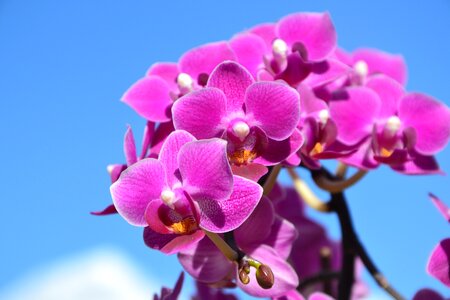 Blue sky purple orchids purple flower photo