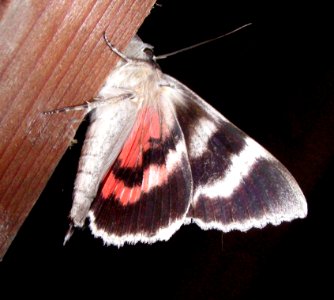 Red Underwing moth photo