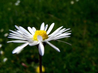 Blumen