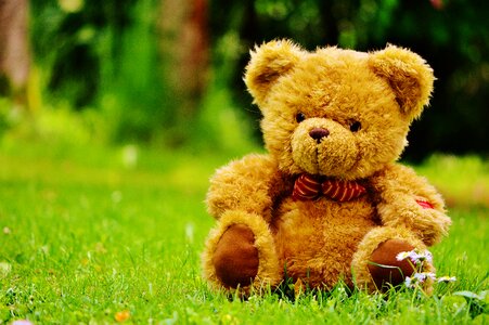 Stuffed animal teddy cute photo