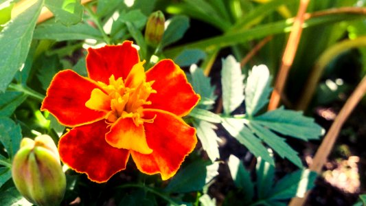 Red French Marigold photo