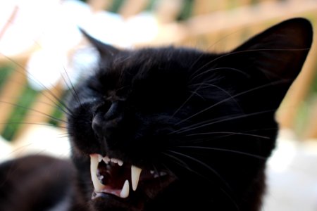 Riso Do Gato