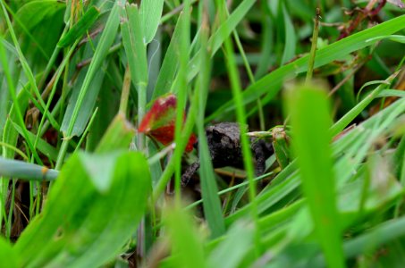 Amphibian Caution