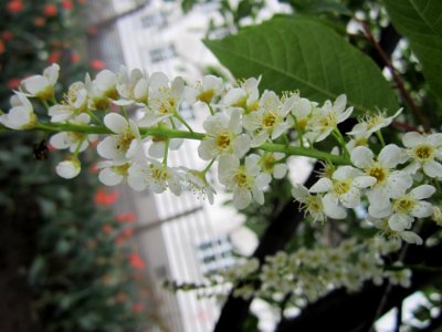 Blumen