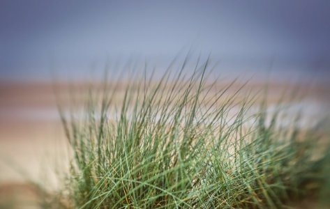 Dunes. photo