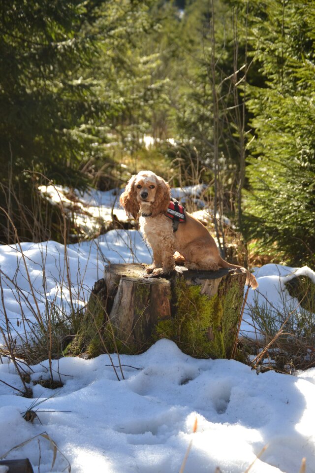 Animal dog nature