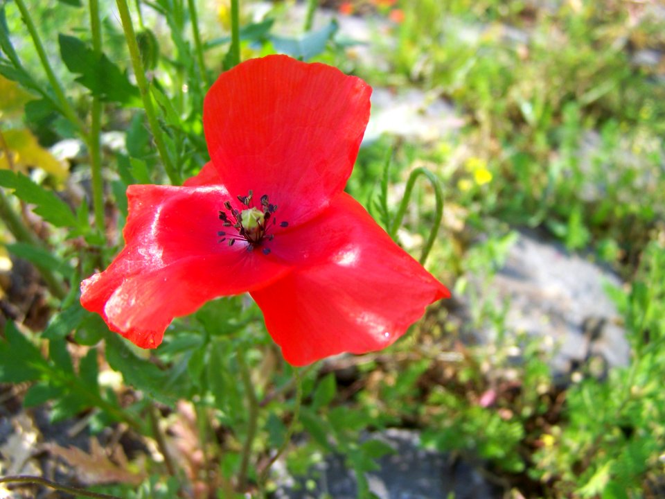 Blumen