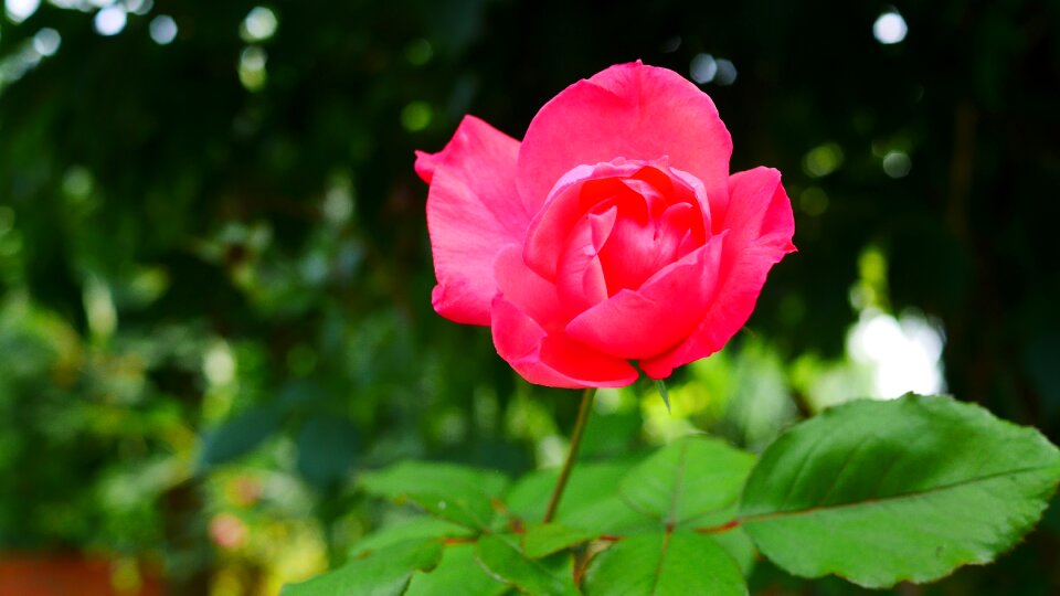 Red plants pink photo