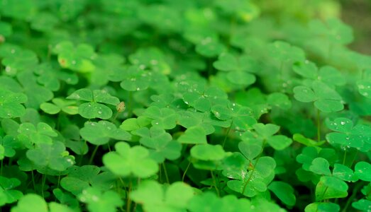 Nature lucky charm plant photo