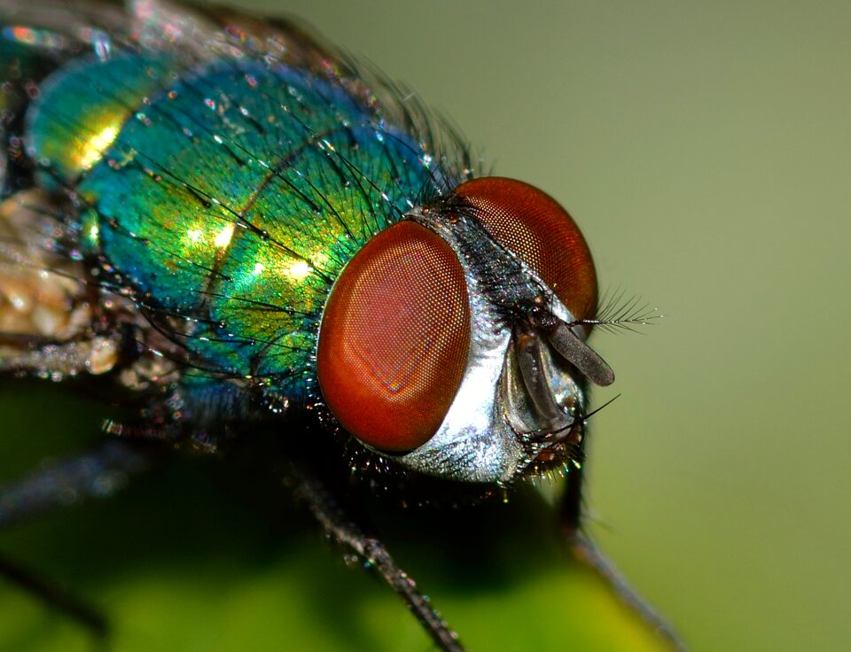 Diptera lucilla sericata