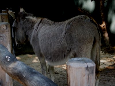 Tiere verschiedene