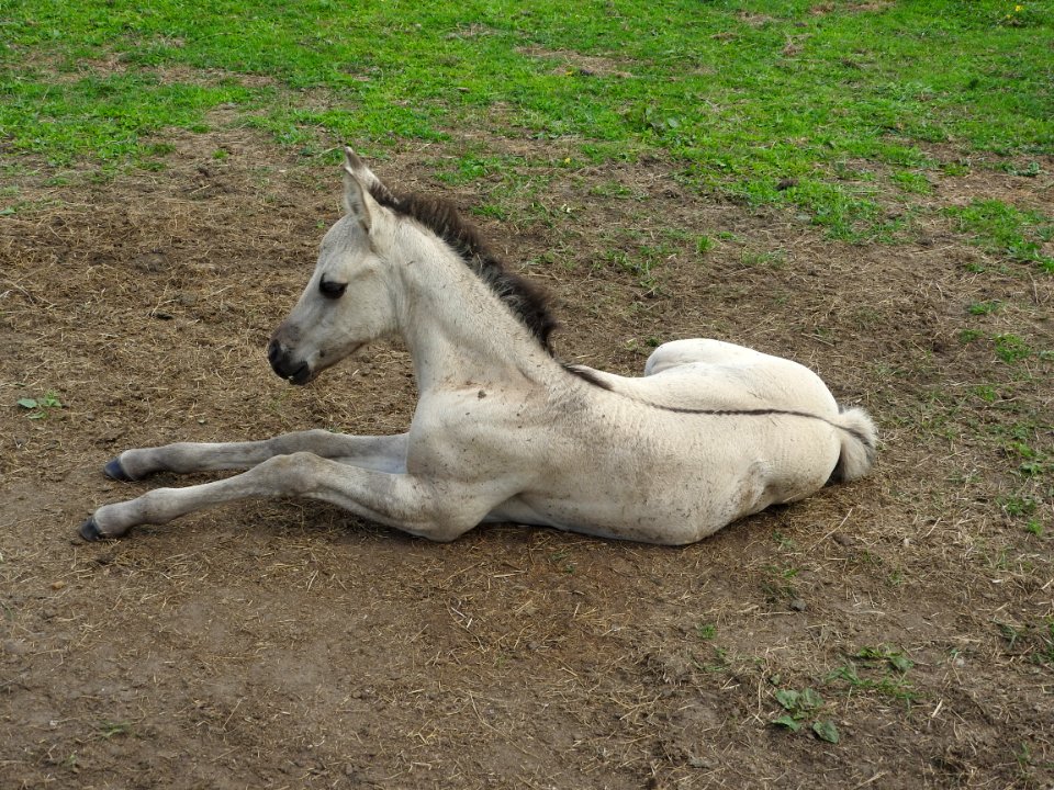 Foal