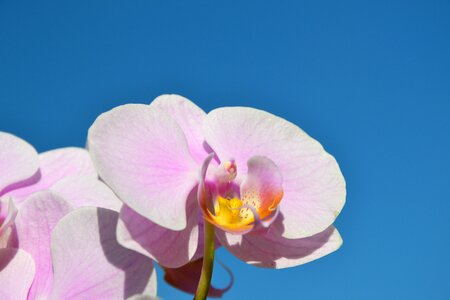 Rose orchids rose flower blue rose