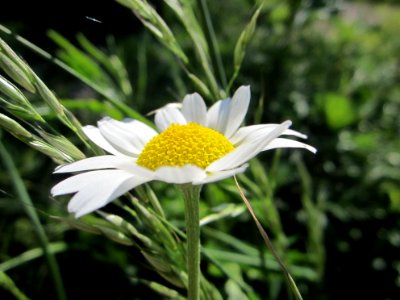 Blumen