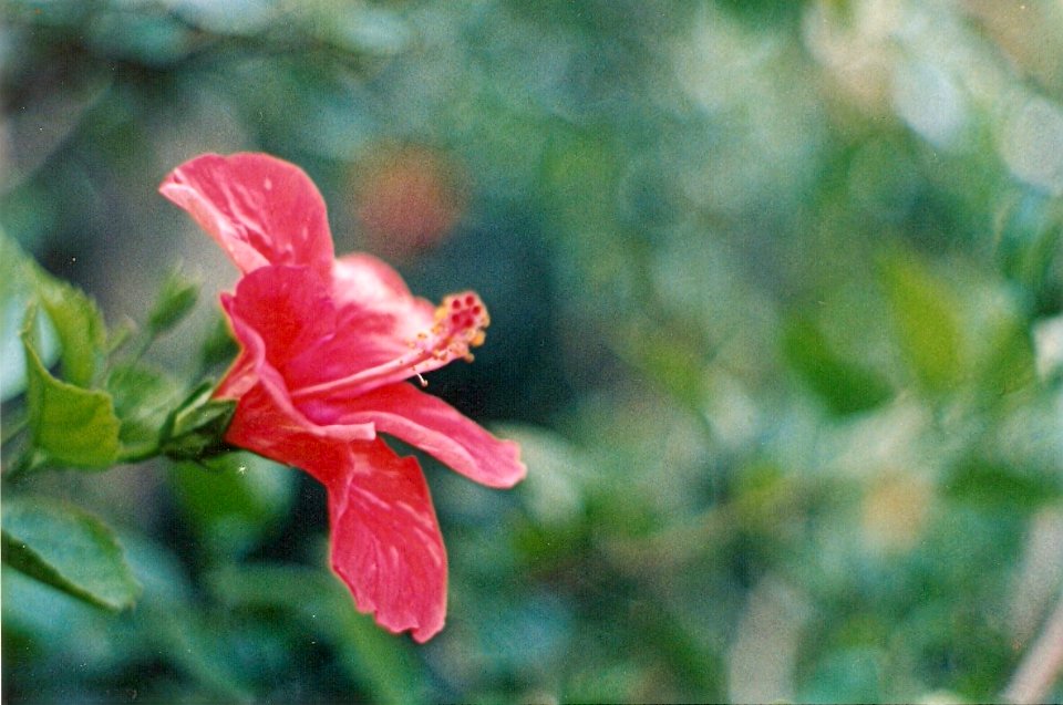 Flor