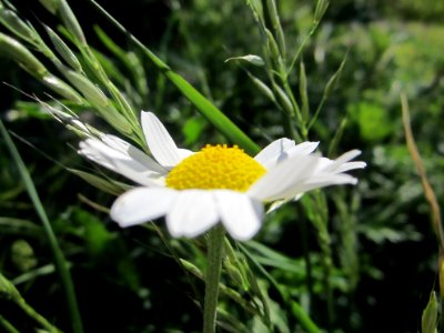 Blumen