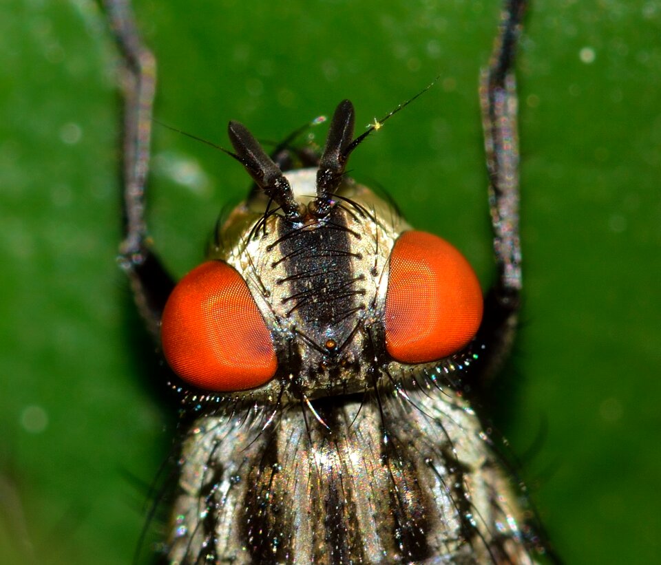 Insects diptera muscina
