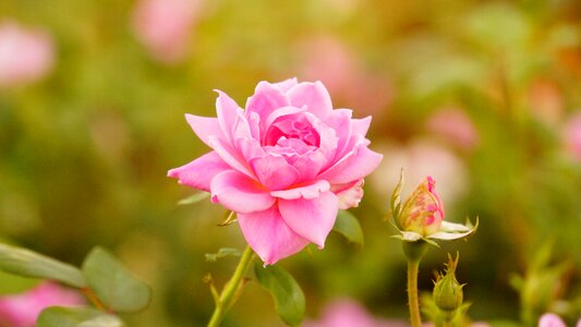 Flowers pink rose photo