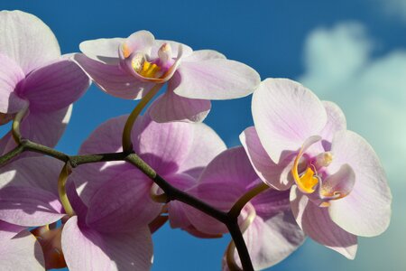 Blue sky rose orchids rose flower photo
